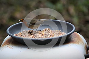 Robin Bird eating seed