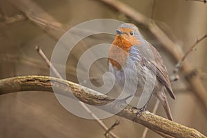 Robin Bird. Erithacus rubecula