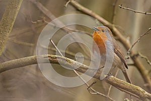 Robin Bird. Erithacus rubecula