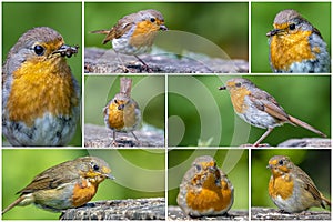 Robin bird Erithacus rubecula , collage set.