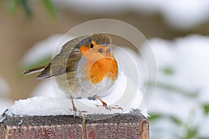 Robin bird