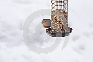 A Robin on a Bird Feeder in the Snow