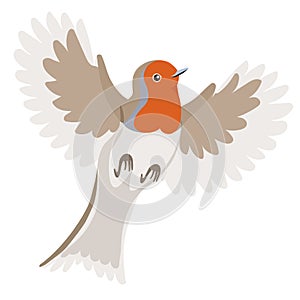 Robin bird in flight isolated on a white background. Vector graphics