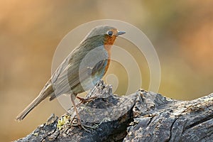 Robin bird in the forest at sunset.