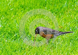 Robin bird  gets a worm