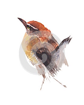 Robin Bird isolated on white background .Robin Bird Hand painted Watercolor illustration.