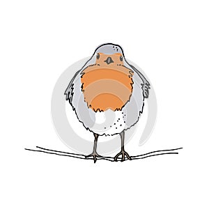 Robin bird hand drawn vector illustration, The European robin