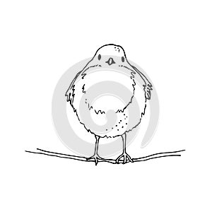 Robin bird hand drawn vector illustration, The European robin sketch