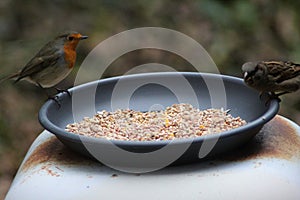 Robin Bird and house sparrow eating seed