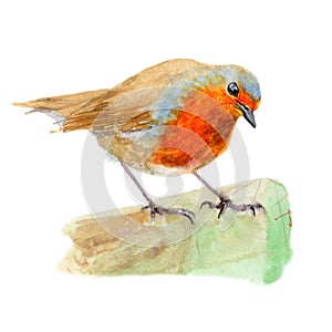 Robin Bird isolated on white background .Robin Bird Hand painted Watercolor illustration.