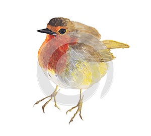 Robin Bird isolated on white background .Robin Bird Hand painted Watercolor illustration.