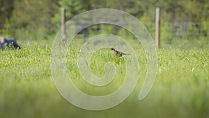 Robin bird jumping on the grass next to a fence at sunset