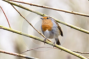 Robin bird at Nottingham, United Kingdom