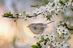 Robin bird pearching on the blooming tree branch within springtime photo