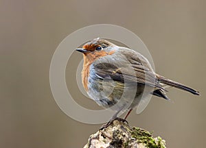 Robin bird perched on a mossy branch, surrounded by greenery.