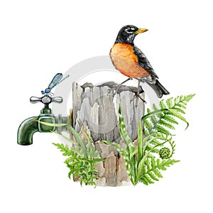 Robin bird perched on a vintage style garden water tap. Watercolor illustration. Hand painted garden bird on a water