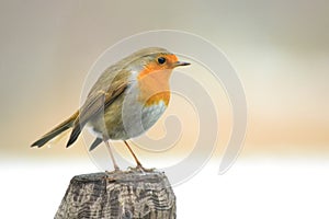 Robin bird on a pole photo