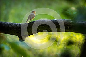 Robin bird portrait in nature park