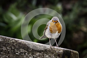 Robin bird posing on a park bench