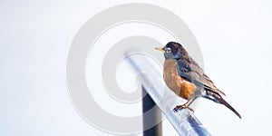 Robin bird on Railing