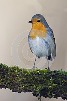 Robin bird red breast