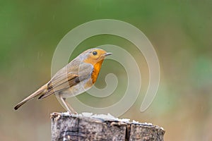 Robin bird or Robin Redbreast