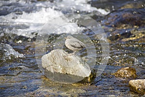 Robin bird on rock river