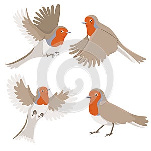 Robin bird set isolated on white background. Vector graphics