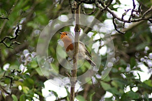 Robin bird singing