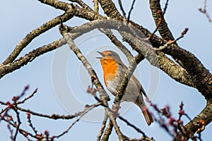 Robin bird singing on the tree