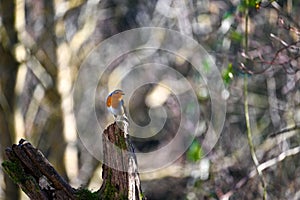 Robin bird sits on branch in the nature