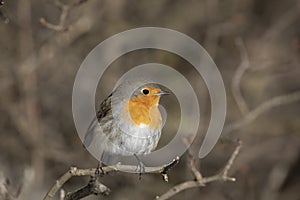 Robin bird sits on  tree branch