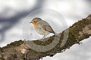 Robin bird sits on a tree branch