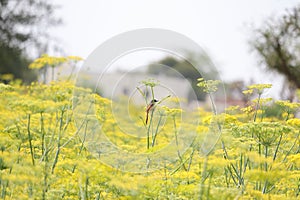 Robin bird sitting on branch of fennel plant