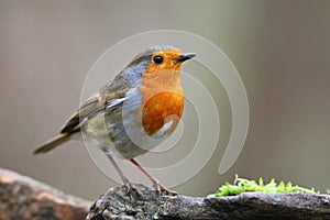 Robin bird on the branch