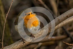 Robin bird sitting on branch in wildlife