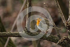 Robin bird sitting on branch in wildlife