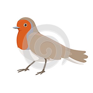 Robin bird sitting isolated on a white background. Vector graphics