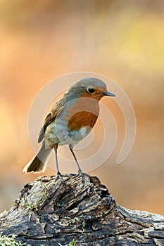 Robin bird sitting on old wood in forest at sunset.