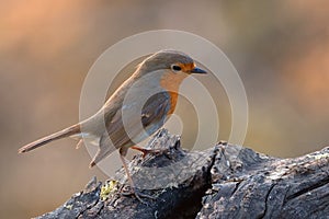 Robin bird sitting on old wood at sunset