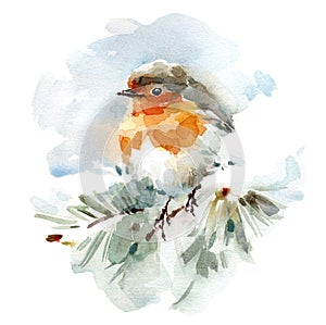 Robin Bird sitting on the snowy branch Watercolor Winter Illustration Hand Drawn