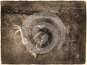 Robin bird specimen on the ground in antique old photograph style with annotation label photo