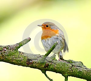 Robin bird photo