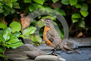 Robin Bird Standing On Fountain and Rock In Garden