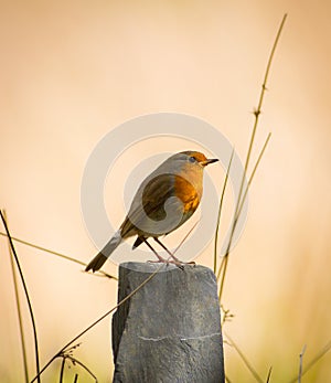 Robin bird sunset