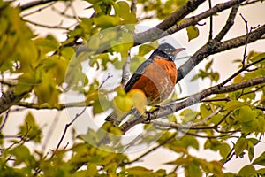 Robin Bird in a Tree