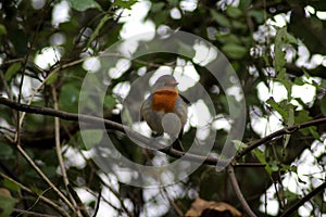 Robin bird in tree