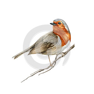 Robin bird on the tree branch. Watercolor realistic illustration. Hand drawn close up small garden avian. Beautiful song