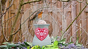 Robin bird on valentine decorated vase with heart