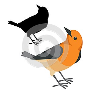 Robin bird vector illustration flat style silhouette